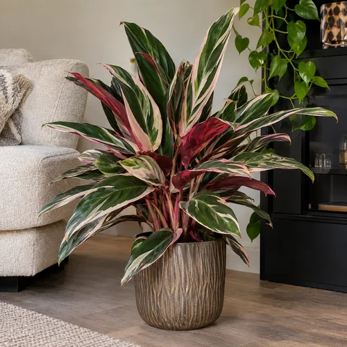 Junai.nl Stromanthe sanguinea 'Triostar' | 19 cm pot | 65 cm hoog