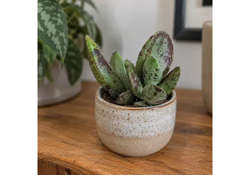 Junai.nl Adromischus succulent | 5,5 cm pot | 8 cm hoog