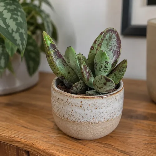 Junai.nl Adromischus succulent | 5,5 cm pot | 8 cm hoog