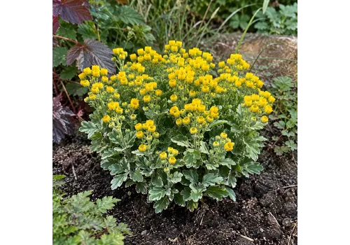 Junai.nl Ajania pacifica Pacific Yellow | 20 cm hoog | 12 cm pot