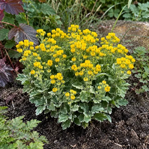 Junai.nl Ajania pacifica Pacific Yellow | 20 cm hoog | 12 cm pot