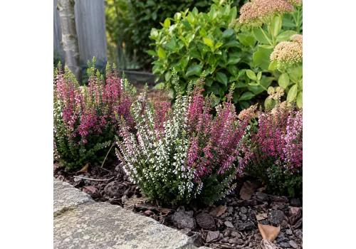 Junai.nl Calluna vulgaris Beauty Ladies mix | 6 cm pot | 15 cm hoog | per stuk