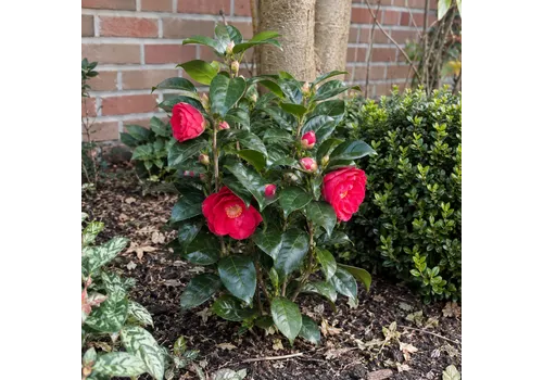 Junai.nl Camellia japonica Dr King | 40 cm hoog | 13 cm pot