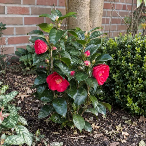Junai.nl Camellia japonica Dr King | 40 cm hoog | 13 cm pot