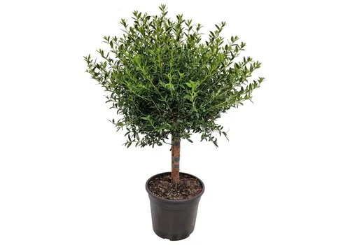Junai.nl Myrtus communis | Echte mirte | 50 cm hoog | 15 cm pot