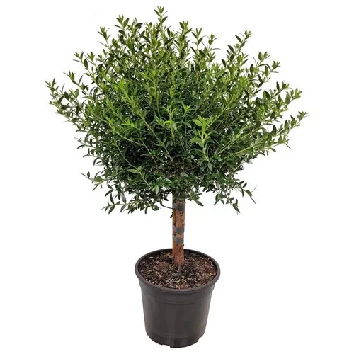 Junai.nl Myrtus communis | Echte mirte | 50 cm hoog | 15 cm pot