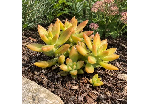 Junai.nl Sedum Adolphii | 5,5 cm pot | 10 cm hoog