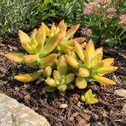 Junai.nl Sedum Adolphii | 5,5 cm pot | 10 cm hoog