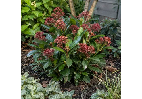 Junai.nl Skimmia japonica 'Rubella' | 30 cm hoog | 13 cm pot