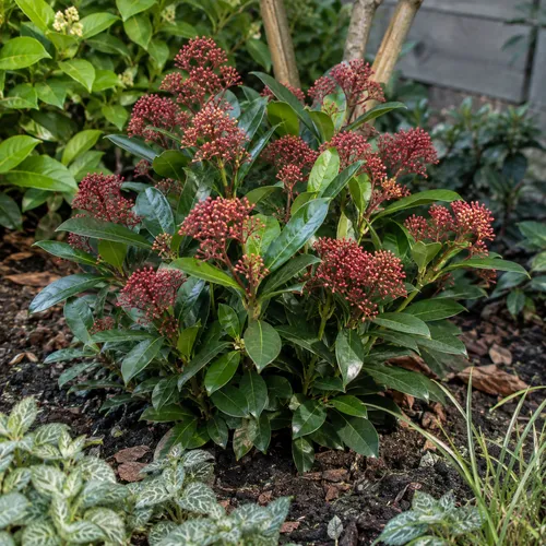 Junai.nl Skimmia japonica 'Rubella' | 30 cm hoog | 13 cm pot