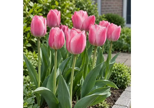 JUNAVERA Tulipa Triumph roze tulp | 7 bloembollen | 40 cm hoog