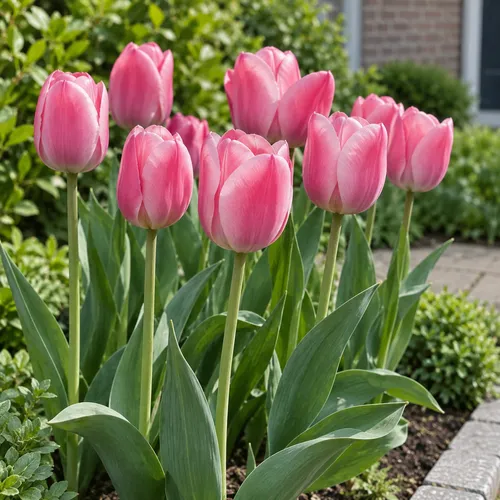 JUNAVERA Tulipa Triumph roze tulp | 7 bloembollen | 40 cm hoog