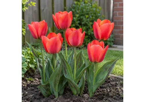 JUNAVERA Tulipa Toronto bloembollen | 7 stuks | maximaal 35 cm hoog