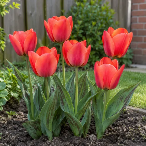 JUNAVERA Tulipa Toronto bloembollen | 7 stuks | maximaal 35 cm hoog