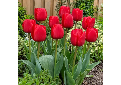 JUNAVERA Tulipa Ile De France | 10 stuks | Bloembollen | 50 cm hoog