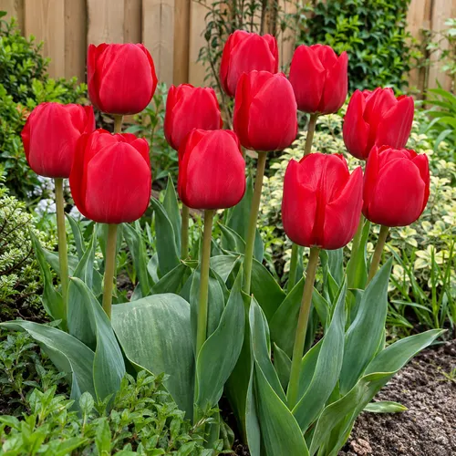 JUNAVERA Tulipa Ile De France | 10 stuks | Bloembollen | 50 cm hoog