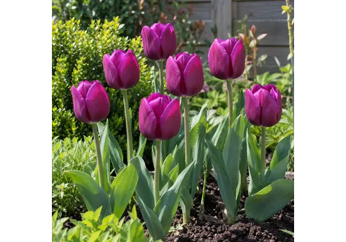 JUNAVERA Tulipa Negrita | 7 bloembollen | ca. 50 cm hoog