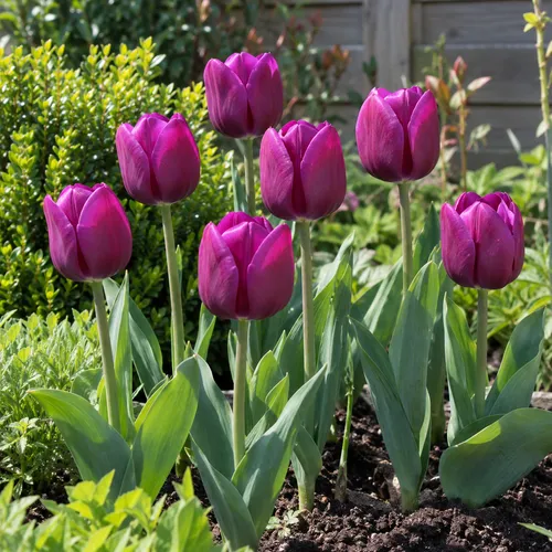 JUNAVERA Tulipa Negrita | 7 bloembollen | ca. 50 cm hoog
