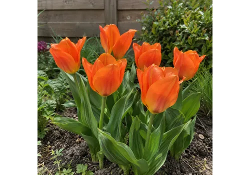 JUNAVERA Tulipa Orange Emperor | 7 bloembollen | 45 cm