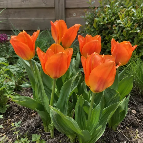JUNAVERA Tulipa Orange Emperor | 7 bloembollen | 45 cm