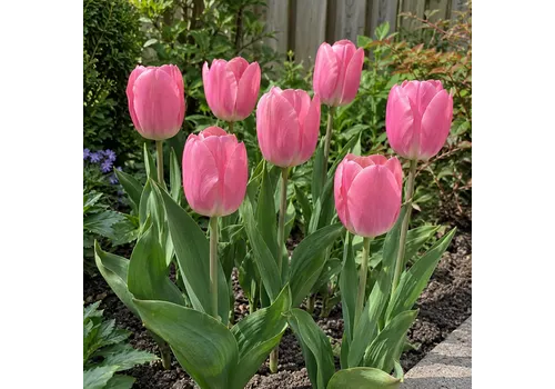 JUNAVERA Tulipa Carola | 7 bloembollen | bloembol in rust | maximaal 45 cm