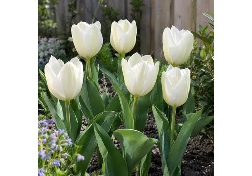JUNAVERA Tulipa Purissima | 7 bloembollen | witte tulp | levering als bol in rust