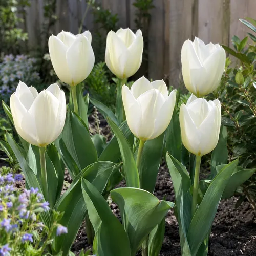 JUNAVERA Tulipa Purissima | 7 bloembollen | witte tulp | levering als bol in rust