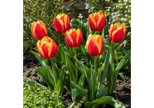 JUNAVERA Tulipa Triumph rood met gele buitenranden | 8 bloembollen | 50 cm hoog