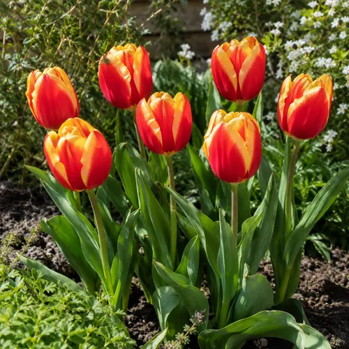 JUNAVERA Tulipa Triumph rood met gele buitenranden | 8 bloembollen | 50 cm hoog