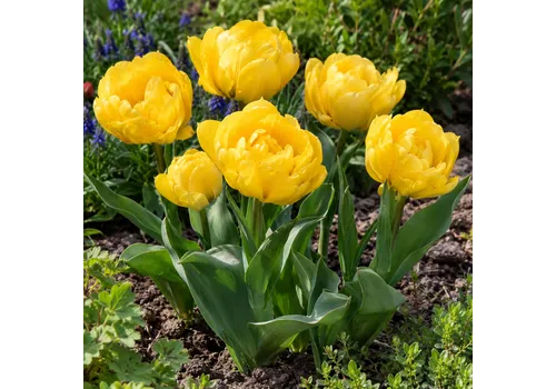 JUNAVERA Tulipa Yellow Pomponette | 7 bloembollen | 40 cm hoog
