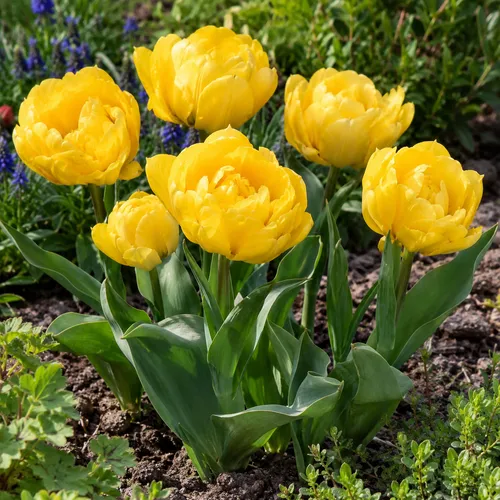 JUNAVERA Tulipa Yellow Pomponette | 7 bloembollen | 40 cm hoog