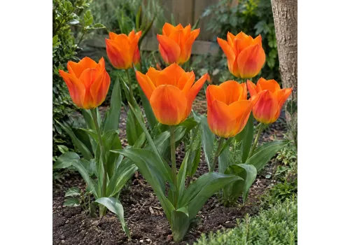 JUNAVERA Tulipa Orange Brilliant | 7 bloembollen | 30 tot 40 cm hoog