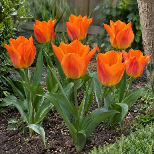 JUNAVERA Tulipa Orange Brilliant | 7 bloembollen | 30 tot 40 cm hoog