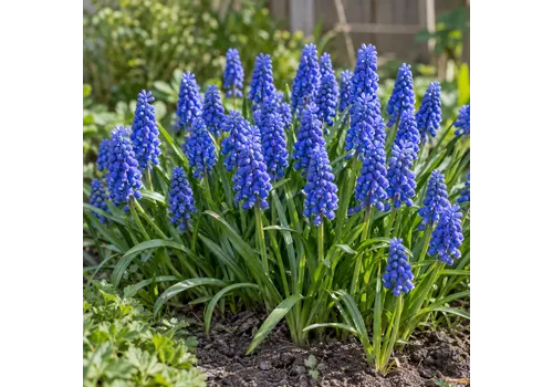 JUNAVERA Muscari armeniacum | 10 bloembollen | maat 6/7 | max. 25 cm hoog