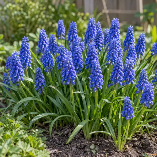 JUNAVERA Muscari armeniacum | 10 bloembollen | maat 6/7 | max. 25 cm hoog