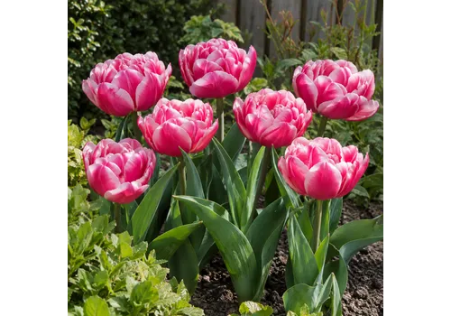 JUNAVERA Tulipa Columbus | 7 bloembollen | ca. 45 cm hoog