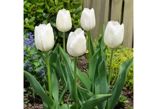 JUNAVERA Tulipa Single Late wit | 7 bloembollen | 55 cm