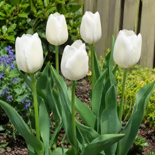 JUNAVERA Tulipa Single Late wit | 7 bloembollen | 55 cm