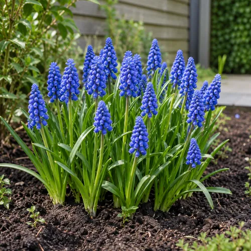 JUNAVERA Muscari armeniacum | 10 stuks | 10 tot 15 cm hoog | blauwe druifjes bloembollen