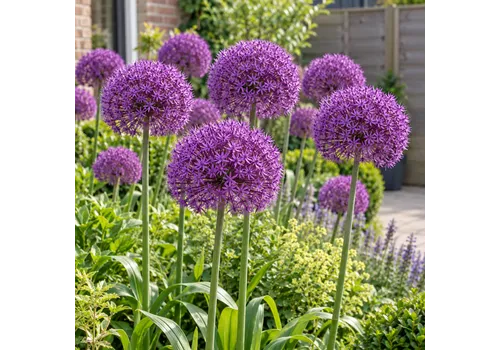 JUNAVERA Allium Purple Sensation | 3 bloembollen | 80 tot 100 cm