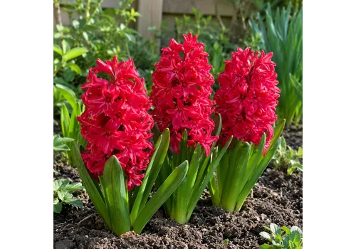 JUNAVERA Hyacinthus orientalis rood | 3 bloembollen | 20-30 cm