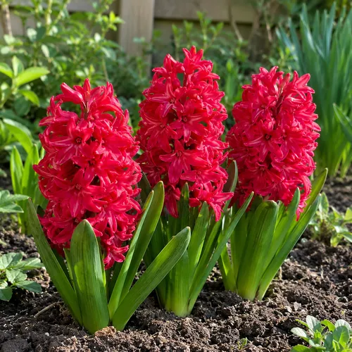 JUNAVERA Hyacinthus orientalis rood | 3 bloembollen | 20-30 cm