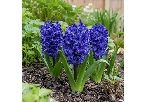 JUNAVERA Hyacinthus donkerblauw | 3 bloembollen | 20 tot 30 cm