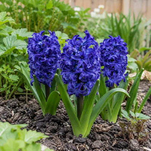 JUNAVERA Hyacinthus donkerblauw | 3 bloembollen | 20 tot 30 cm