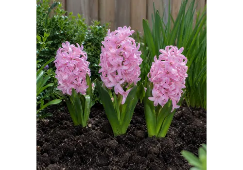 JUNAVERA Hyacinthus licht roze | 3 bloembollen | 20 tot 30 cm