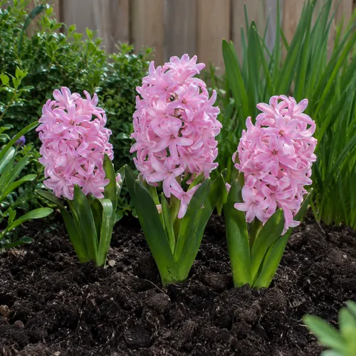 JUNAVERA Hyacinthus licht roze | 3 bloembollen | 20 tot 30 cm