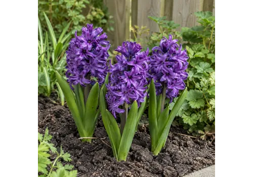 JUNAVERA Hyacinthus orientalis paars | 3 bloembollen | 20 tot 30 cm