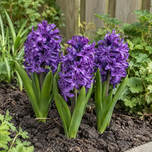 JUNAVERA Hyacinthus orientalis paars | 3 bloembollen | 20 tot 30 cm