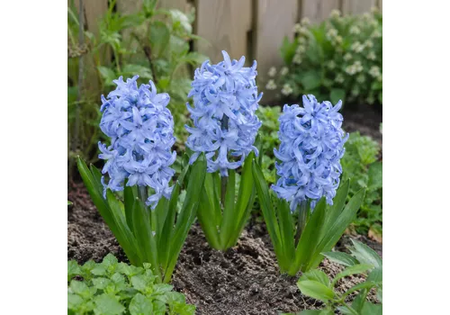 JUNAVERA Hyacinthus licht blauw | 3 bloembollen | 20 tot 30 cm