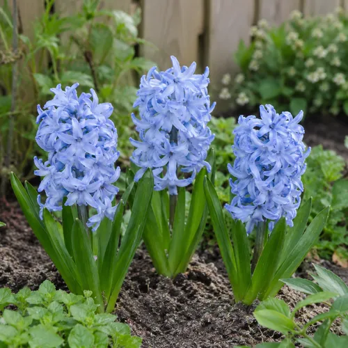 JUNAVERA Hyacinthus licht blauw | 3 bloembollen | 20 tot 30 cm